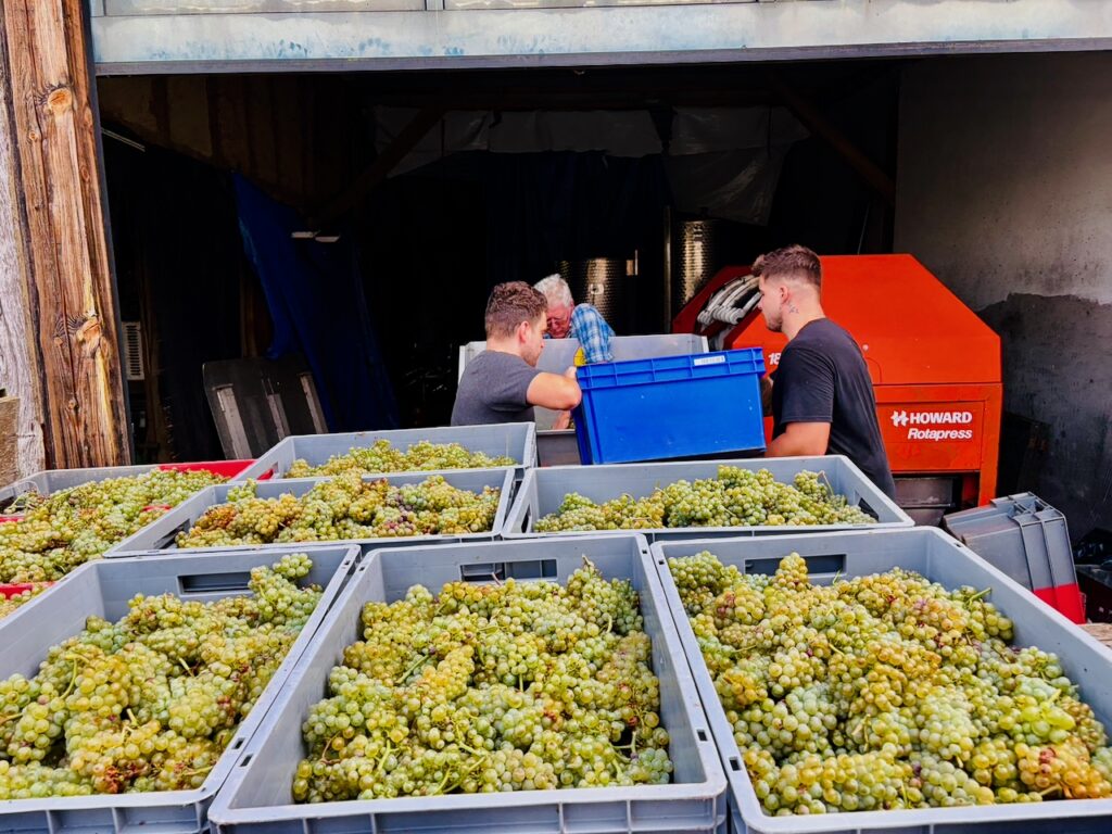 Weinlese-Weingut-Loos-Doerscheid-2026-111-1024x768 Weingut Loos in Dörscheid - wo sich Schiefer, Sonne und Handwerk in feinen Weinen ausdrücken
