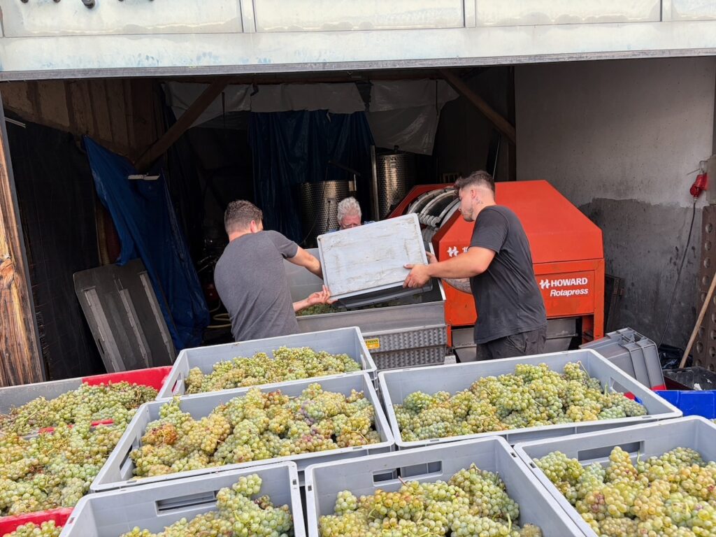 Weinlese-Weingut-Loos-Doerscheid-2026-112-1024x768 Weingut Loos in Dörscheid - wo sich Schiefer, Sonne und Handwerk in feinen Weinen ausdrücken