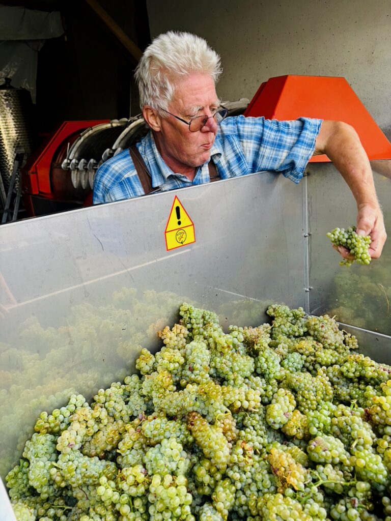 Weinlese-Weingut-Loos-Doerscheid-2026-115-768x1024 Weingut Loos in Dörscheid - wo sich Schiefer, Sonne und Handwerk in feinen Weinen ausdrücken