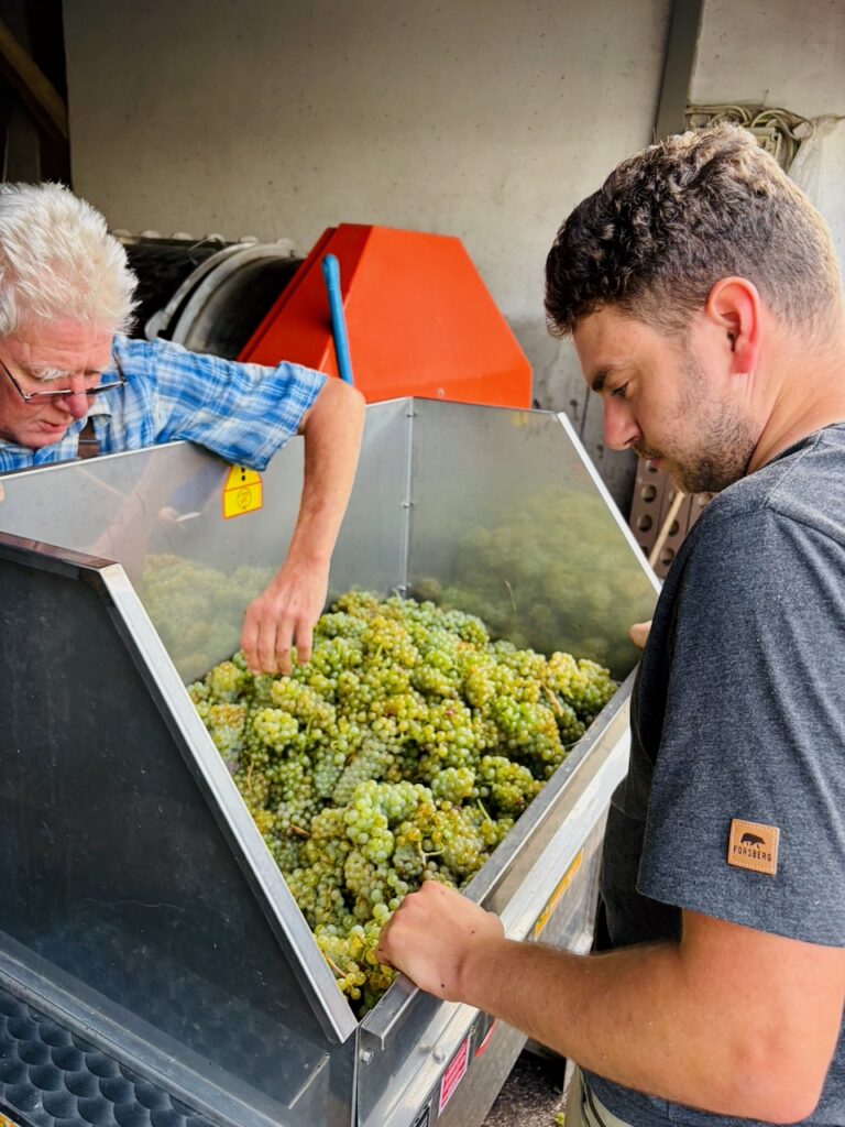 Weinlese-Weingut-Loos-Doerscheid-2026-116-768x1024 Weingut Loos in Dörscheid - wo sich Schiefer, Sonne und Handwerk in feinen Weinen ausdrücken