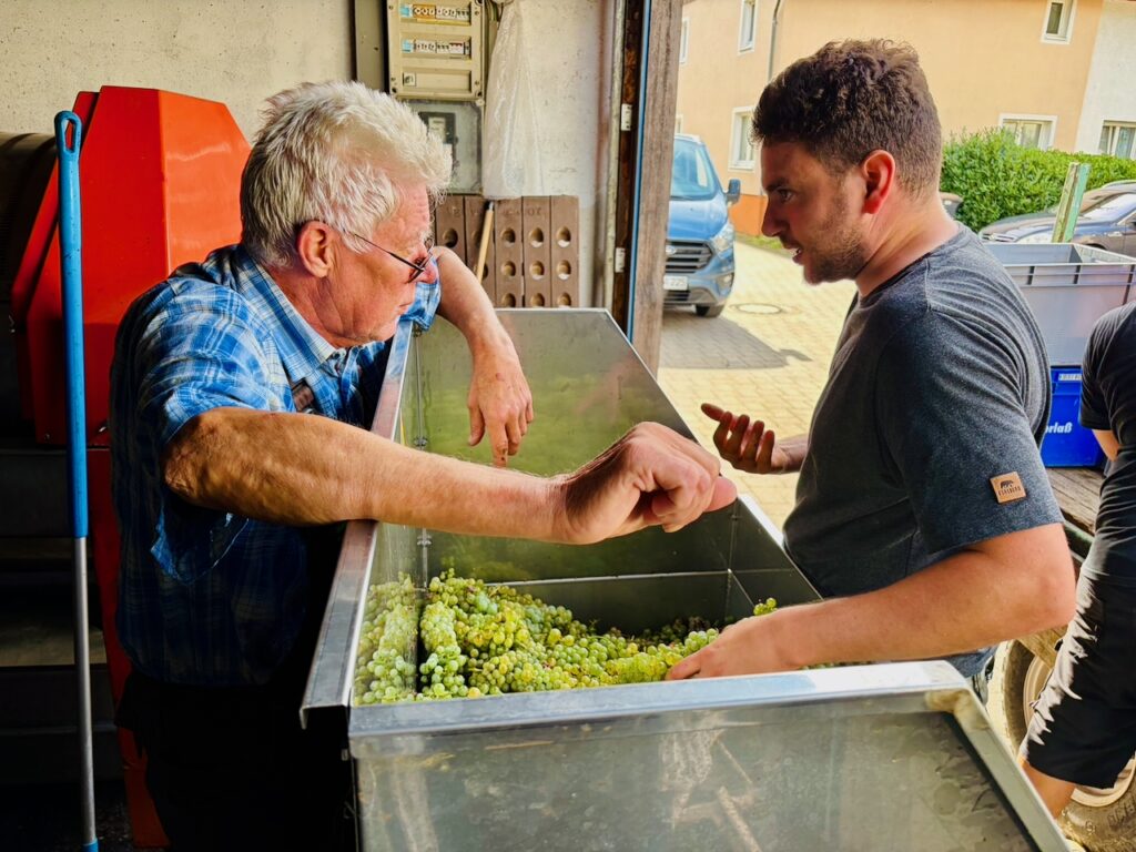 Weinlese-Weingut-Loos-Doerscheid-2026-120-1024x768 Weingut Loos in Dörscheid - wo sich Schiefer, Sonne und Handwerk in feinen Weinen ausdrücken
