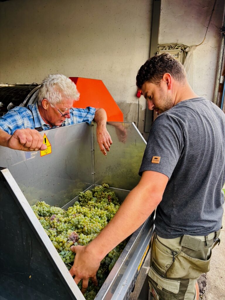 Weinlese-Weingut-Loos-Doerscheid-2026-121-768x1024 Weingut Loos in Dörscheid - wo sich Schiefer, Sonne und Handwerk in feinen Weinen ausdrücken