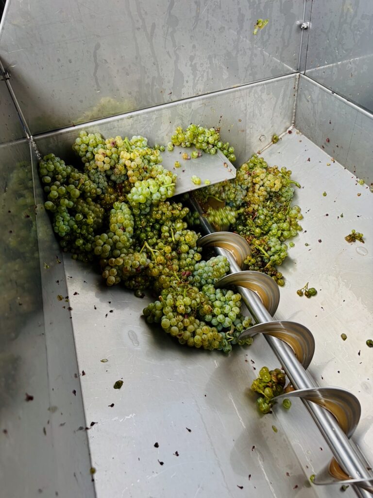 Weinlese-Weingut-Loos-Doerscheid-2026-122-768x1024 Weingut Loos in Dörscheid - wo sich Schiefer, Sonne und Handwerk in feinen Weinen ausdrücken