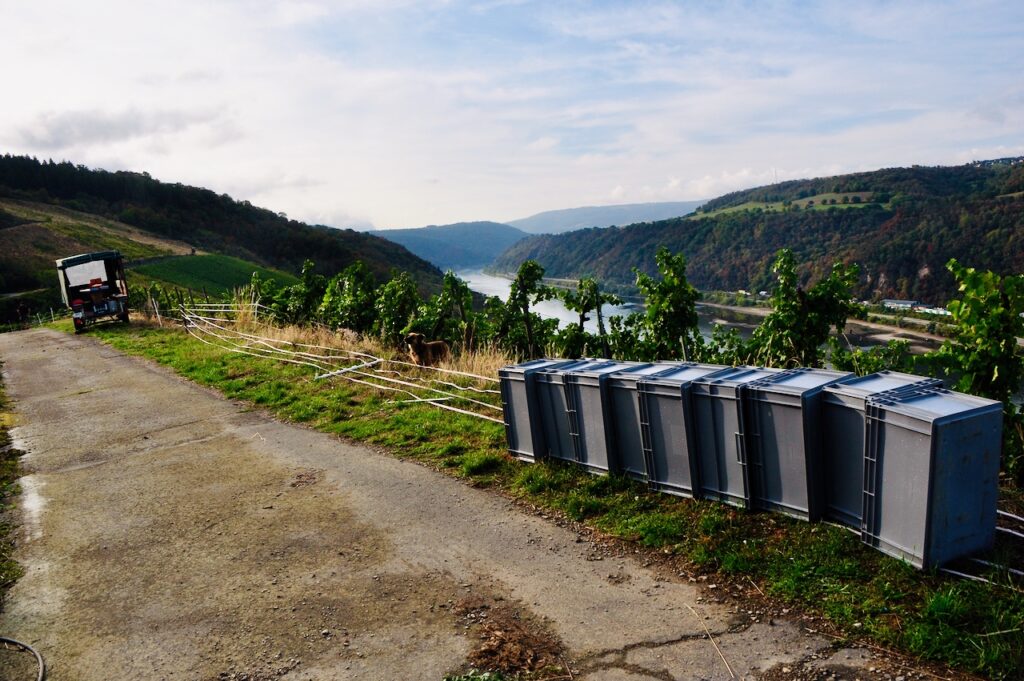 Weinlese-Weingut-Loos-Doerscheid-2026-37-1024x681 Weingut Loos in Dörscheid - wo sich Schiefer, Sonne und Handwerk in feinen Weinen ausdrücken