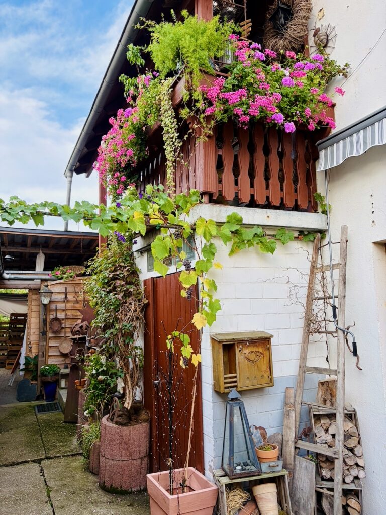 Weinlese-Weingut-Loos-Doerscheid-2026-4-768x1024 Weingut Loos in Dörscheid - wo sich Schiefer, Sonne und Handwerk in feinen Weinen ausdrücken