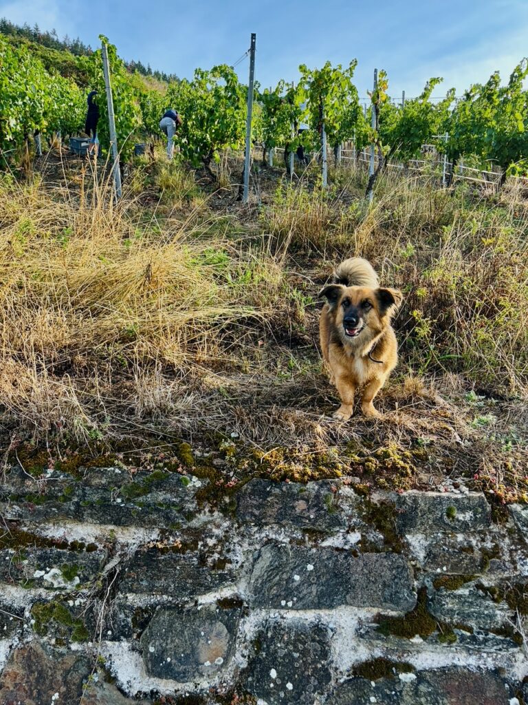 Weinlese-Weingut-Loos-Doerscheid-2026-49-768x1024 Weingut Loos in Dörscheid - wo sich Schiefer, Sonne und Handwerk in feinen Weinen ausdrücken