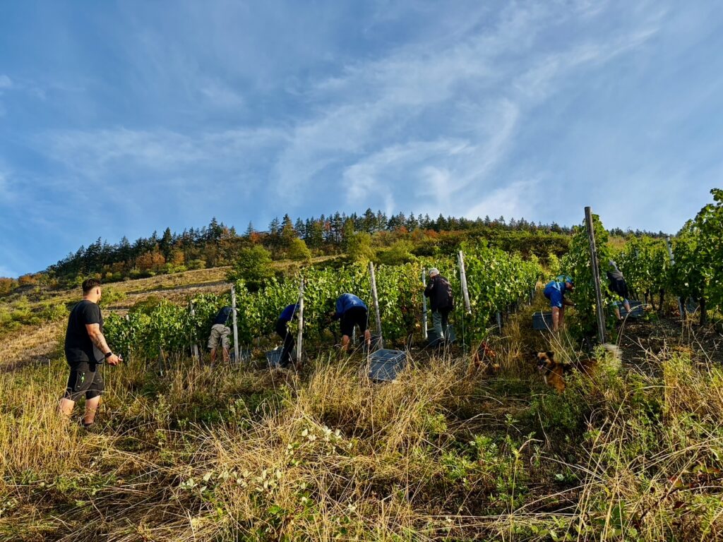 Weinlese-Weingut-Loos-Doerscheid-2026-50-1024x768 Weingut Loos in Dörscheid - wo sich Schiefer, Sonne und Handwerk in feinen Weinen ausdrücken