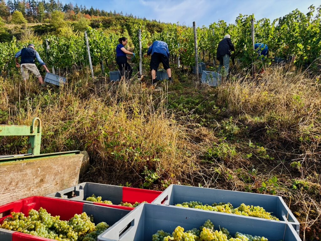 Weinlese-Weingut-Loos-Doerscheid-2026-51-1024x768 Weingut Loos in Dörscheid - wo sich Schiefer, Sonne und Handwerk in feinen Weinen ausdrücken