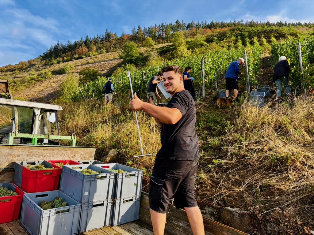Weinlese-Weingut-Loos-Doerscheid-2026-52-1024x768 Weingut Loos in Dörscheid - wo sich Schiefer, Sonne und Handwerk in feinen Weinen ausdrücken