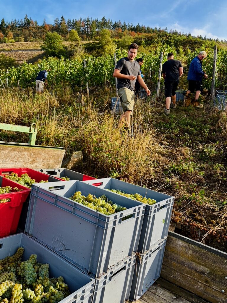 Weinlese-Weingut-Loos-Doerscheid-2026-55-768x1024 Weingut Loos in Dörscheid - wo sich Schiefer, Sonne und Handwerk in feinen Weinen ausdrücken