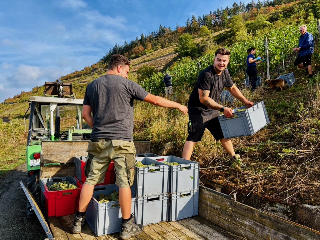Weinlese-Weingut-Loos-Doerscheid-2026-56-1024x768 Weingut Loos in Dörscheid - wo sich Schiefer, Sonne und Handwerk in feinen Weinen ausdrücken