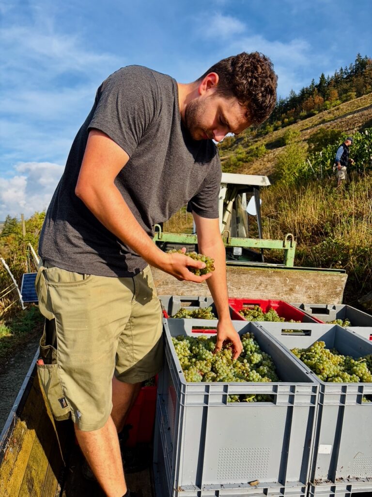 Weinlese-Weingut-Loos-Doerscheid-2026-57-768x1024 Weingut Loos in Dörscheid - wo sich Schiefer, Sonne und Handwerk in feinen Weinen ausdrücken