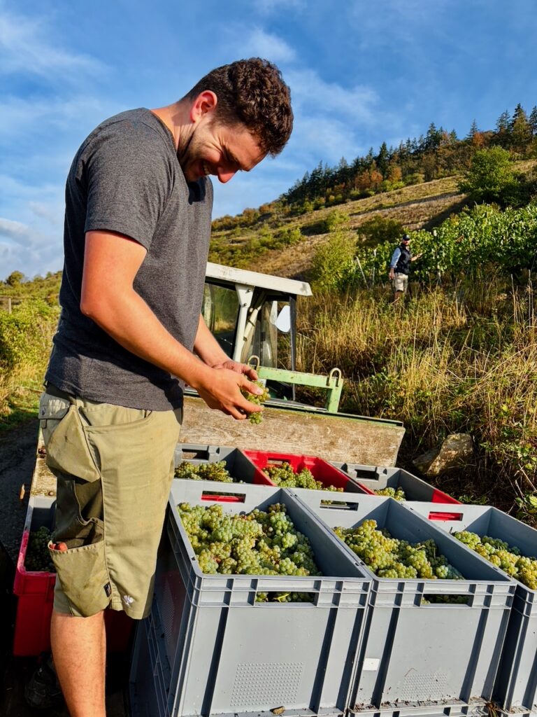 Weinlese-Weingut-Loos-Doerscheid-2026-58-768x1024 Weingut Loos in Dörscheid - wo sich Schiefer, Sonne und Handwerk in feinen Weinen ausdrücken