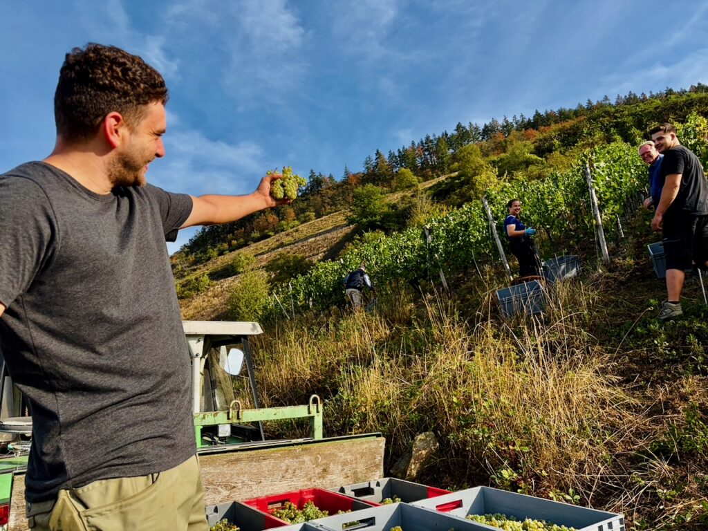 Weinlese-Weingut-Loos-Doerscheid-2026-59-1024x768 Weingut Loos in Dörscheid - wo sich Schiefer, Sonne und Handwerk in feinen Weinen ausdrücken
