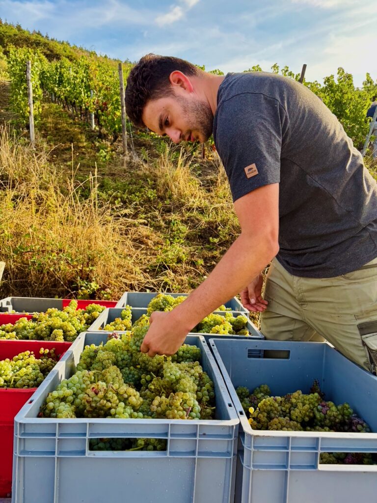 Weinlese-Weingut-Loos-Doerscheid-2026-60-768x1024 Weingut Loos in Dörscheid - wo sich Schiefer, Sonne und Handwerk in feinen Weinen ausdrücken