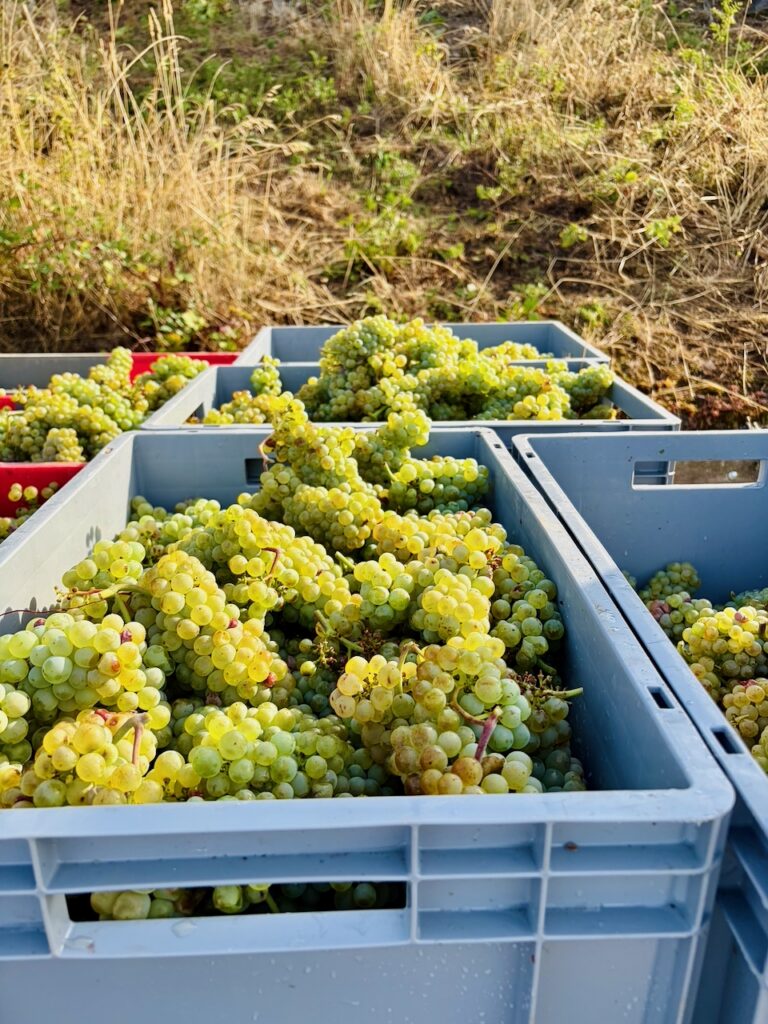Weinlese-Weingut-Loos-Doerscheid-2026-61-768x1024 Weingut Loos in Dörscheid - wo sich Schiefer, Sonne und Handwerk in feinen Weinen ausdrücken