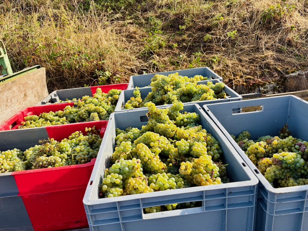 Weinlese-Weingut-Loos-Doerscheid-2026-62-1024x768 Weingut Loos in Dörscheid - wo sich Schiefer, Sonne und Handwerk in feinen Weinen ausdrücken