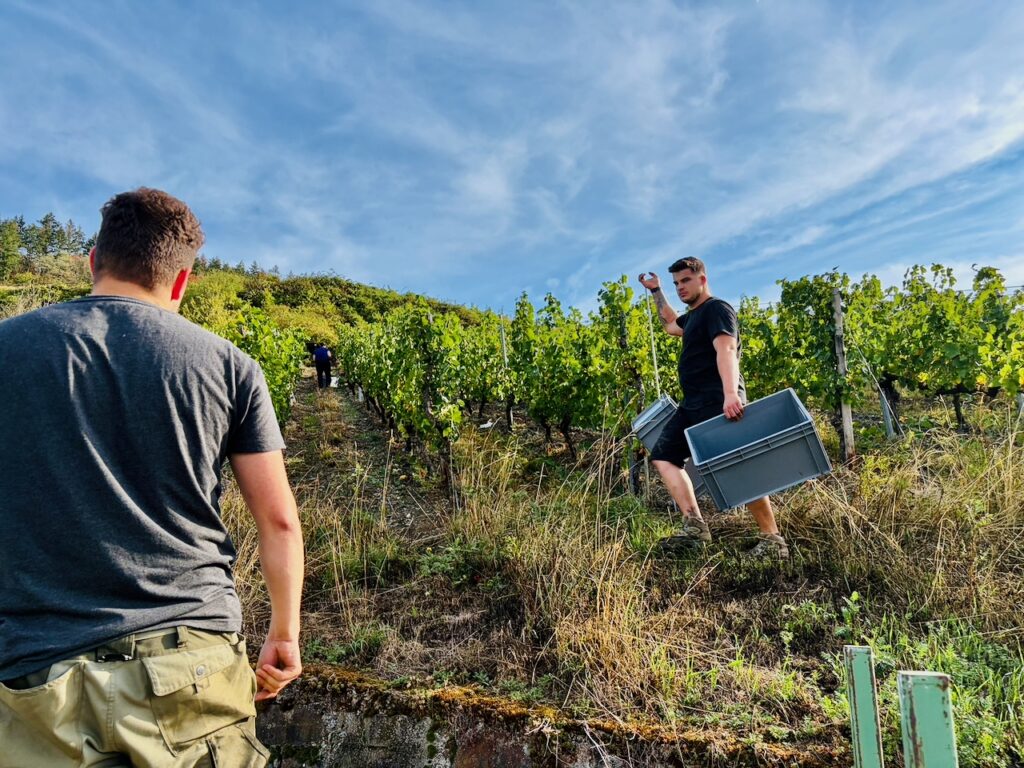 Weinlese-Weingut-Loos-Doerscheid-2026-63-1024x768 Weingut Loos in Dörscheid - wo sich Schiefer, Sonne und Handwerk in feinen Weinen ausdrücken