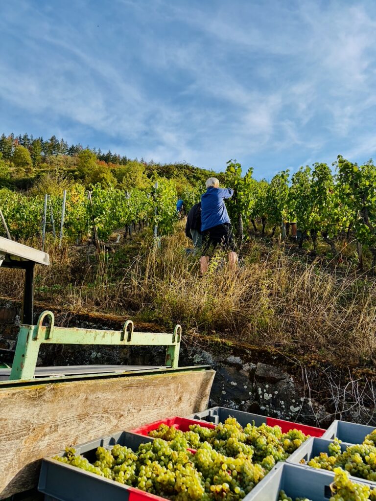 Weinlese-Weingut-Loos-Doerscheid-2026-64-768x1024 Weingut Loos in Dörscheid - wo sich Schiefer, Sonne und Handwerk in feinen Weinen ausdrücken