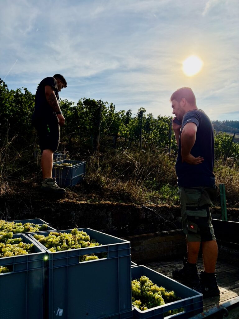 Weinlese-Weingut-Loos-Doerscheid-2026-65-768x1024 Weingut Loos in Dörscheid - wo sich Schiefer, Sonne und Handwerk in feinen Weinen ausdrücken