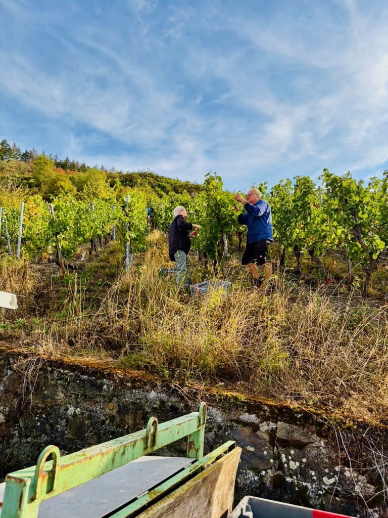 Weinlese-Weingut-Loos-Doerscheid-2026-66-768x1024 Weingut Loos in Dörscheid - wo sich Schiefer, Sonne und Handwerk in feinen Weinen ausdrücken