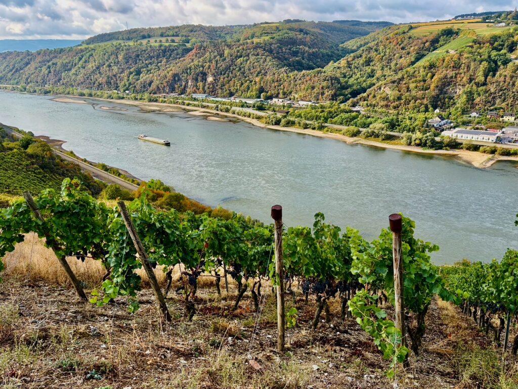 Weinlese-Weingut-Loos-Doerscheid-2026-67-1024x768 Weingut Loos in Dörscheid - wo sich Schiefer, Sonne und Handwerk in feinen Weinen ausdrücken