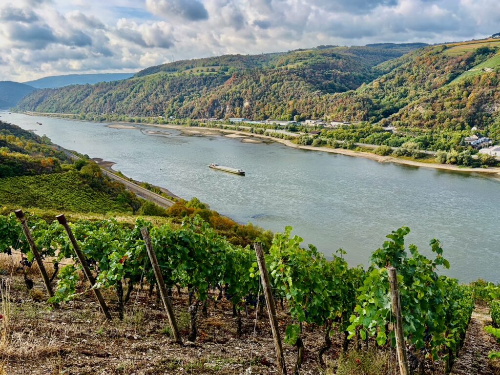 Weinlese-Weingut-Loos-Doerscheid-2026-68-1024x768 Weingut Loos in Dörscheid - wo sich Schiefer, Sonne und Handwerk in feinen Weinen ausdrücken