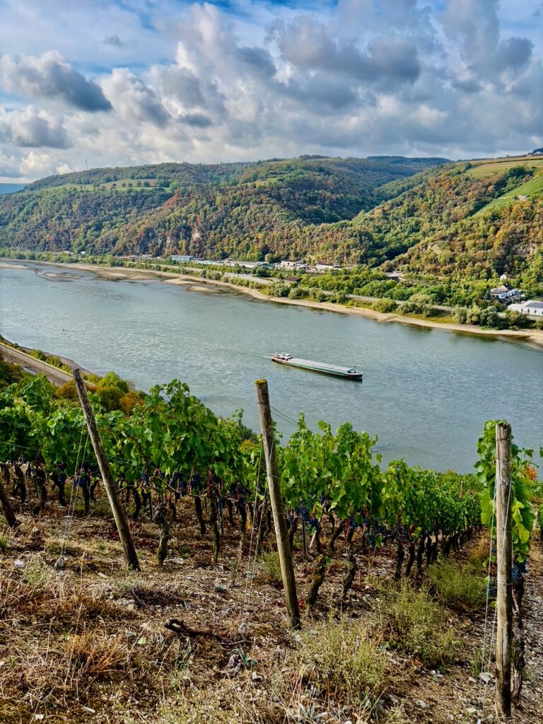 Weinlese-Weingut-Loos-Doerscheid-2026-69-768x1024 Weingut Loos in Dörscheid - wo sich Schiefer, Sonne und Handwerk in feinen Weinen ausdrücken