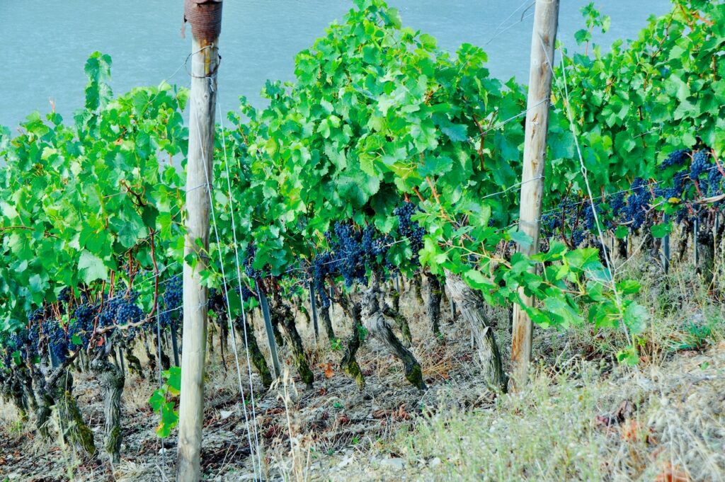 Weinlese-Weingut-Loos-Doerscheid-2026-71-1024x681 Weingut Loos in Dörscheid - wo sich Schiefer, Sonne und Handwerk in feinen Weinen ausdrücken