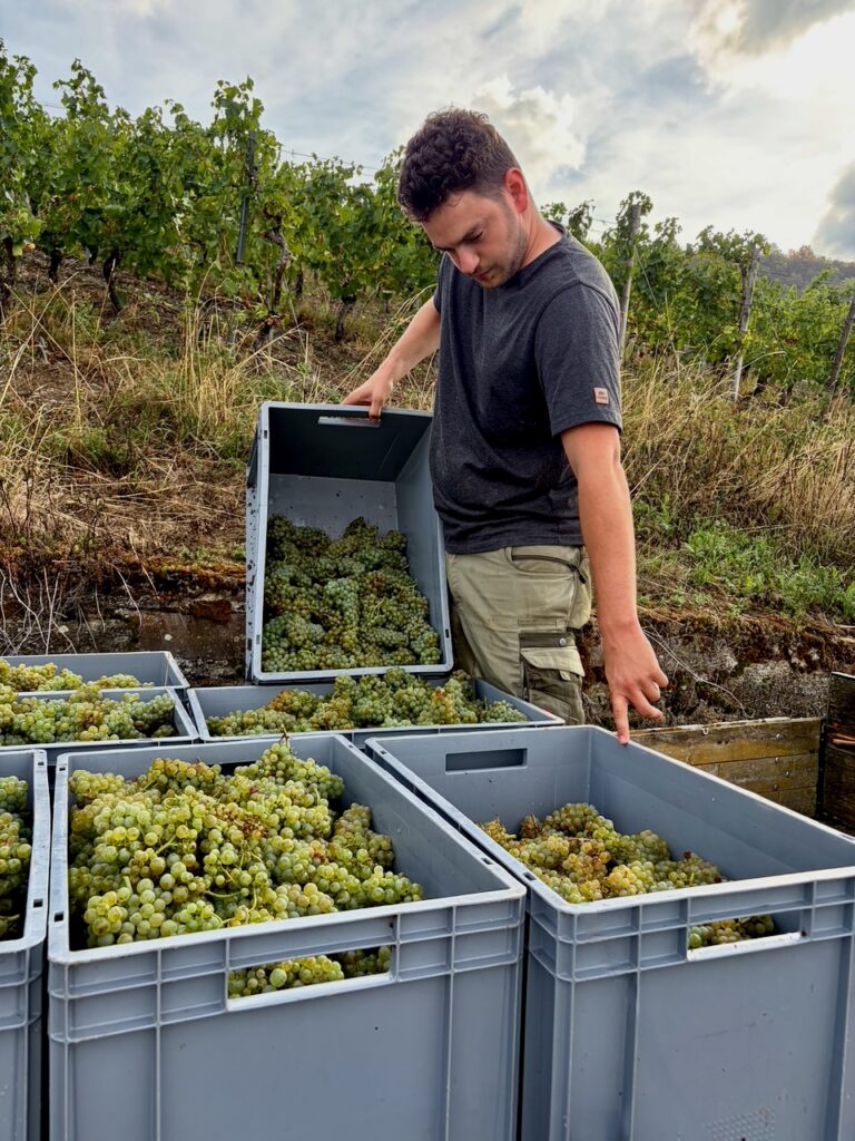 Weinlese-Weingut-Loos-Doerscheid-2026-73-768x1024 Weingut Loos in Dörscheid - wo sich Schiefer, Sonne und Handwerk in feinen Weinen ausdrücken