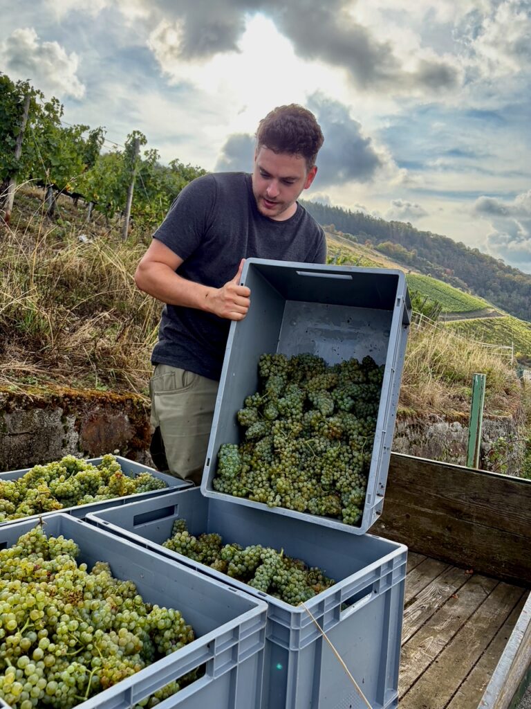 Weinlese-Weingut-Loos-Doerscheid-2026-74-768x1024 Weingut Loos in Dörscheid - wo sich Schiefer, Sonne und Handwerk in feinen Weinen ausdrücken