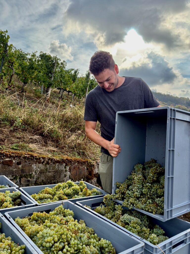 Weinlese-Weingut-Loos-Doerscheid-2026-75-768x1024 Weingut Loos in Dörscheid - wo sich Schiefer, Sonne und Handwerk in feinen Weinen ausdrücken
