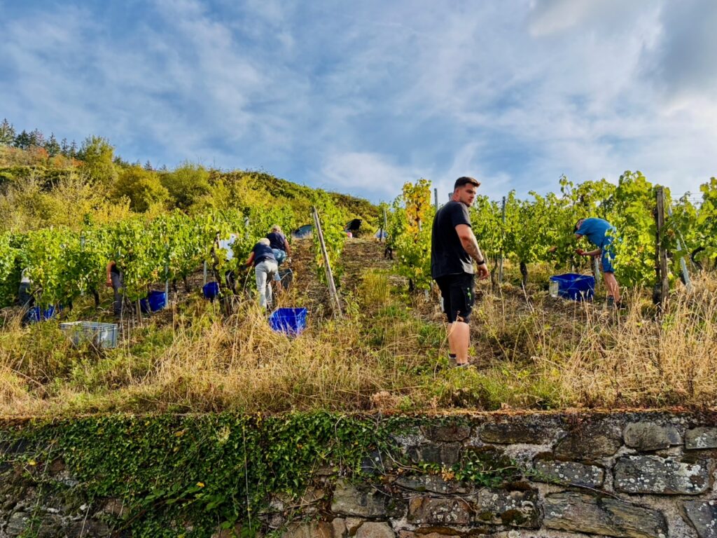 Weinlese-Weingut-Loos-Doerscheid-2026-77-1024x768 Weingut Loos in Dörscheid - wo sich Schiefer, Sonne und Handwerk in feinen Weinen ausdrücken