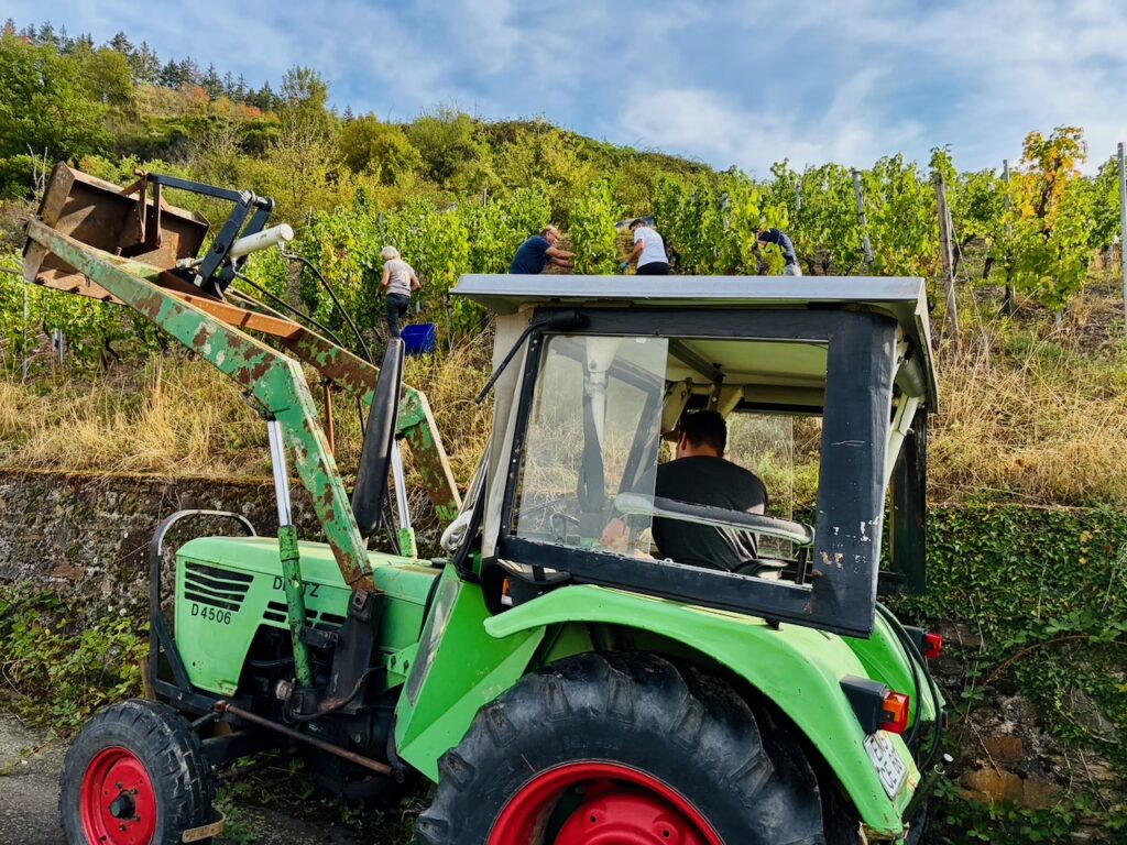 Weinlese-Weingut-Loos-Doerscheid-2026-78-1024x768 Weingut Loos in Dörscheid - wo sich Schiefer, Sonne und Handwerk in feinen Weinen ausdrücken