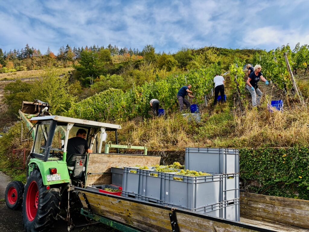 Weinlese-Weingut-Loos-Doerscheid-2026-79-1024x768 Weingut Loos in Dörscheid - wo sich Schiefer, Sonne und Handwerk in feinen Weinen ausdrücken