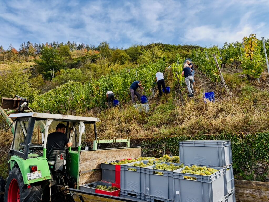 Weinlese-Weingut-Loos-Doerscheid-2026-80-1024x768 Weingut Loos in Dörscheid - wo sich Schiefer, Sonne und Handwerk in feinen Weinen ausdrücken