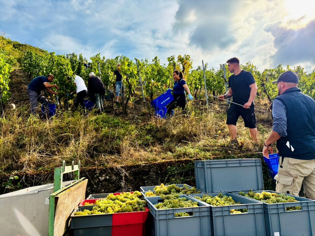 Weinlese-Weingut-Loos-Doerscheid-2026-82-1024x768 Weingut Loos in Dörscheid - wo sich Schiefer, Sonne und Handwerk in feinen Weinen ausdrücken