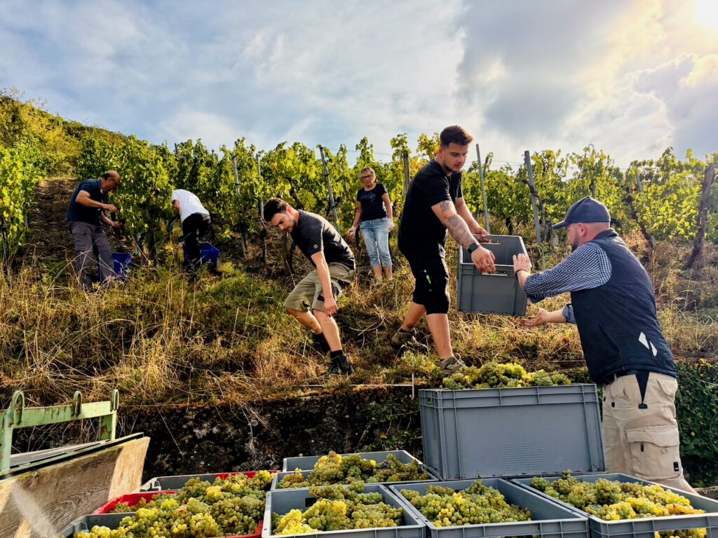 Weinlese-Weingut-Loos-Doerscheid-2026-83-1024x768 Weingut Loos in Dörscheid - wo sich Schiefer, Sonne und Handwerk in feinen Weinen ausdrücken