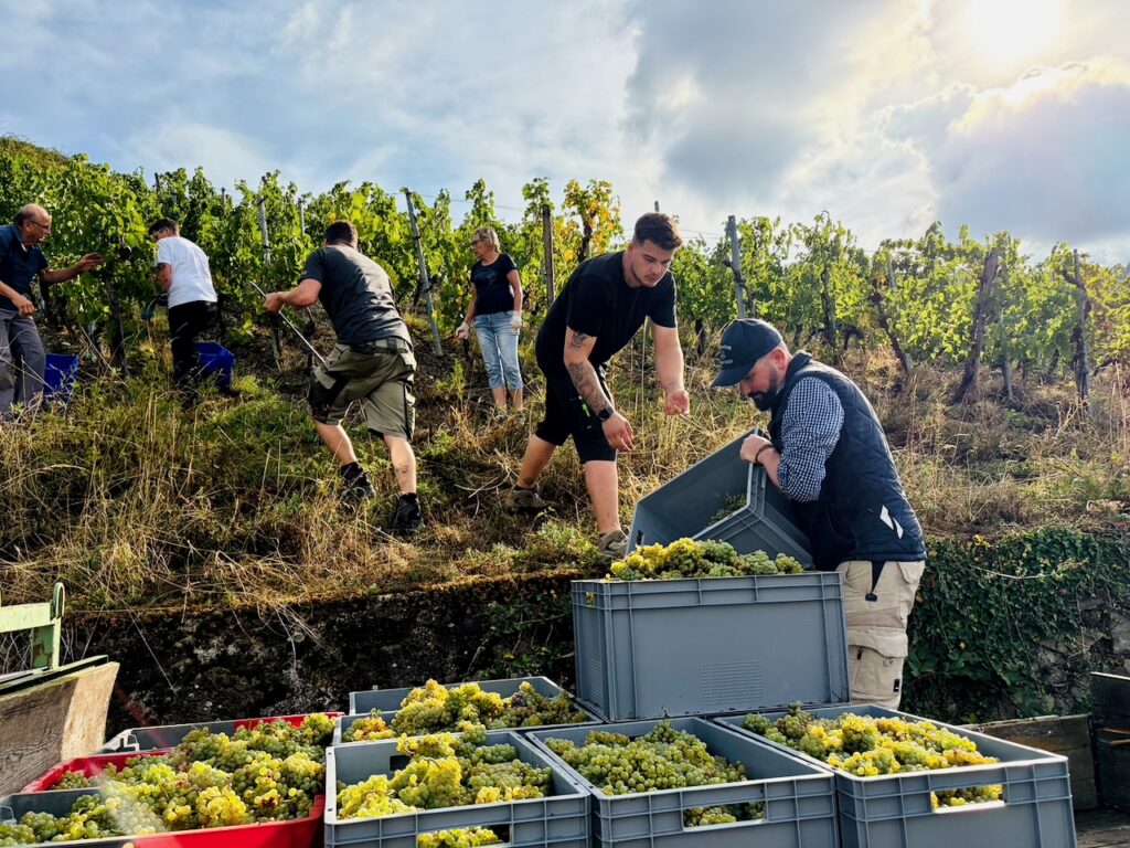 Weinlese-Weingut-Loos-Doerscheid-2026-84-1024x768 Weingut Loos in Dörscheid - wo sich Schiefer, Sonne und Handwerk in feinen Weinen ausdrücken