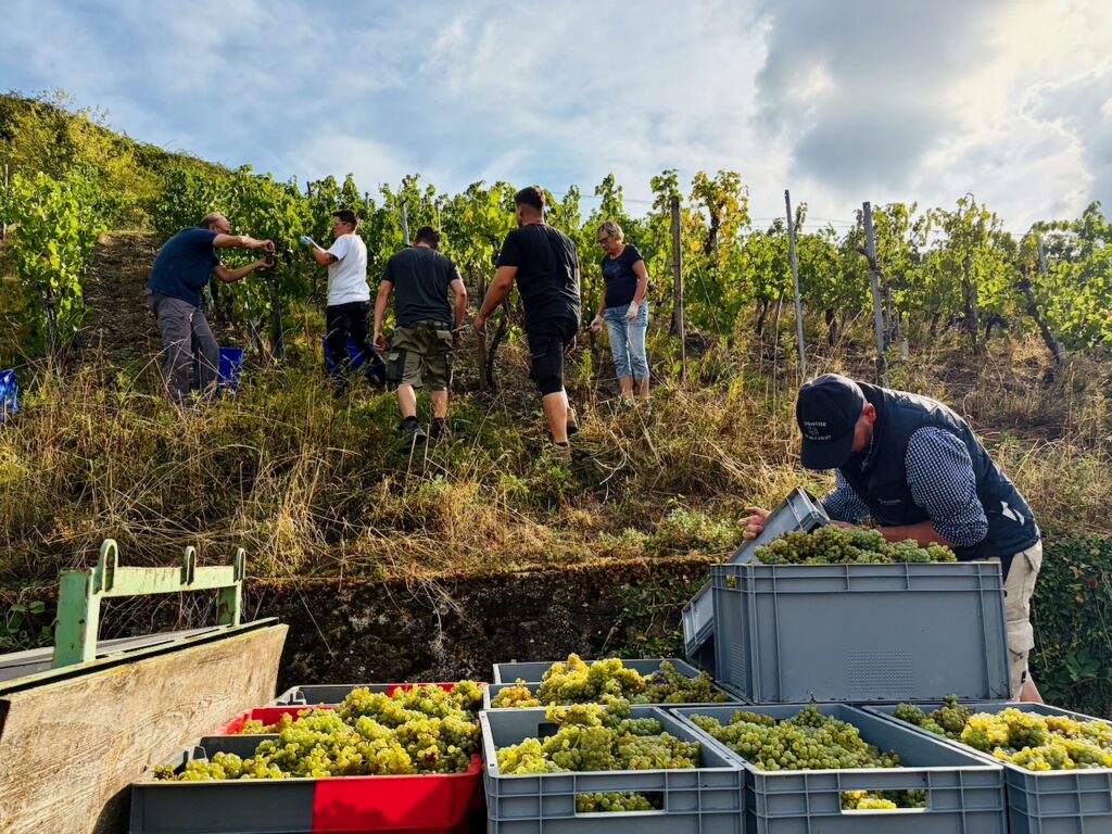 Weinlese-Weingut-Loos-Doerscheid-2026-85-1024x768 Weingut Loos in Dörscheid - wo sich Schiefer, Sonne und Handwerk in feinen Weinen ausdrücken