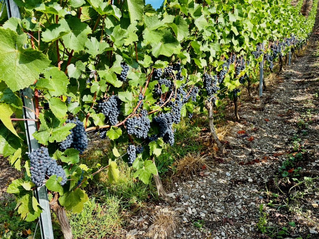 Weinlese-Weingut-Loos-Doerscheid-2026-89-1024x768 Weingut Loos in Dörscheid - wo sich Schiefer, Sonne und Handwerk in feinen Weinen ausdrücken
