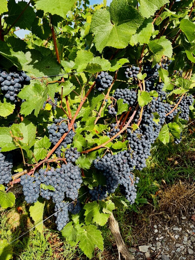 Weinlese-Weingut-Loos-Doerscheid-2026-92-768x1024 Weingut Loos in Dörscheid - wo sich Schiefer, Sonne und Handwerk in feinen Weinen ausdrücken