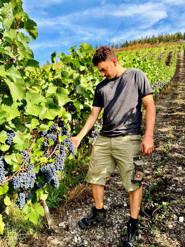 Weinlese-Weingut-Loos-Doerscheid-2026-93-768x1024 Weingut Loos in Dörscheid - wo sich Schiefer, Sonne und Handwerk in feinen Weinen ausdrücken