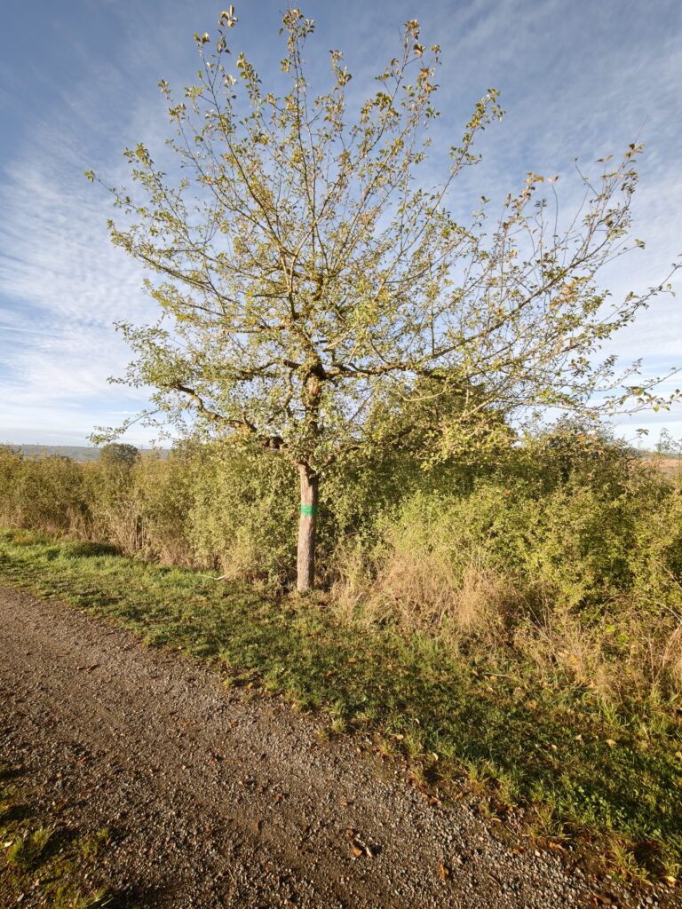 alter-Baum-am-Schulweg-768x1024 Berghausen: ein glückliches Dorf im Einrich